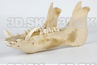 Skull Boar - Sus scrofa 0140